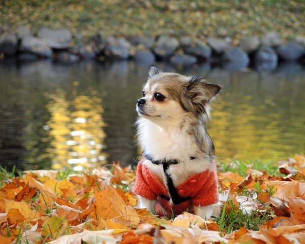 Собачка осень