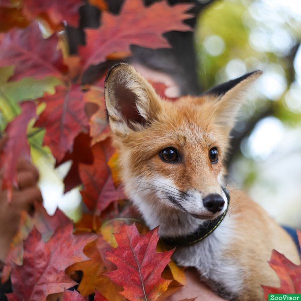 Осень животные