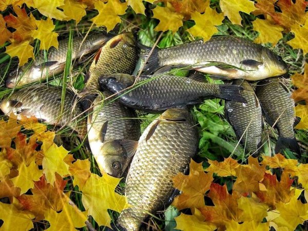 Осенний улов карася