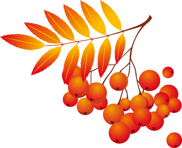 Осенние листья рябины