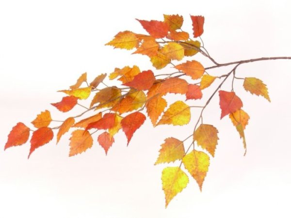 Березовая ветка осенью