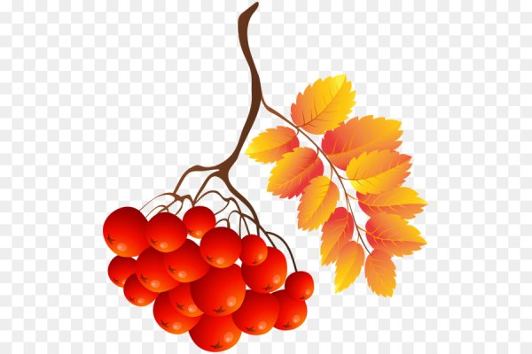 Осенняя ветка рябины