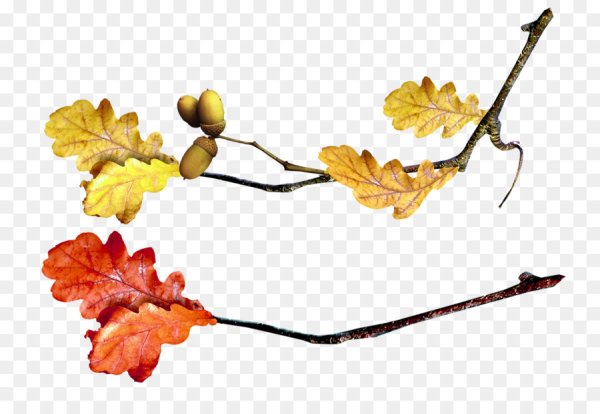 Дубовая ветка на прозрачном фоне