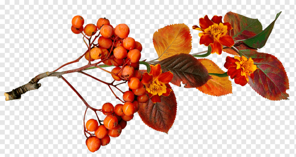 Осенняя ветка на прозрачном фоне