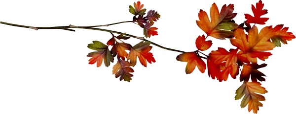 Осенняя веточка на прозрачном фоне