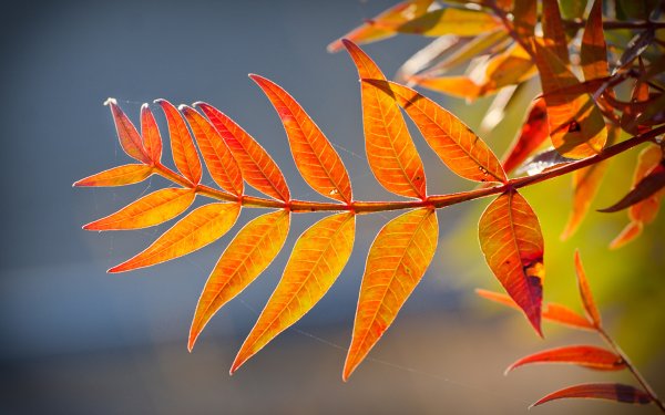 Осенние листья рябины