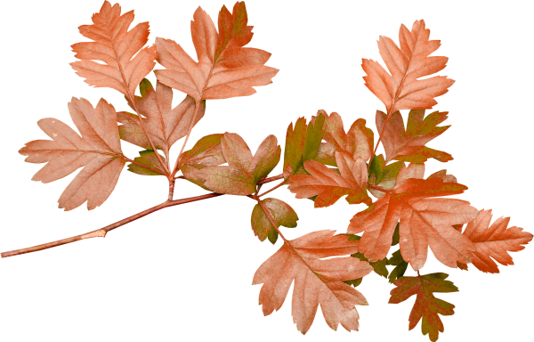 Осенняя ветка на прозрачном фоне