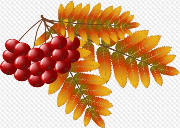 Лист рябины с ягодами