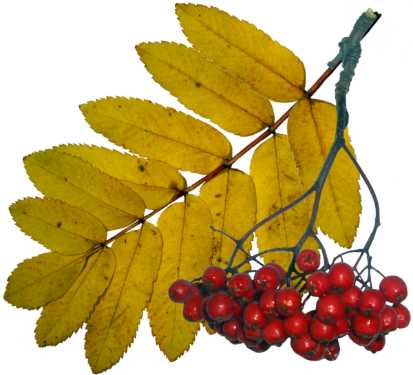 Лист рябины