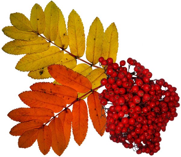 Sorbus aucuparia лист