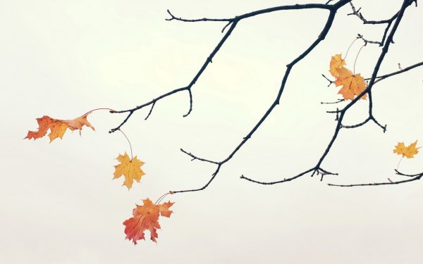 Осенний Минимализм