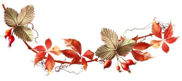 Осенняя веточка на прозрачном фоне