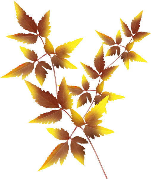 Осенняя веточка