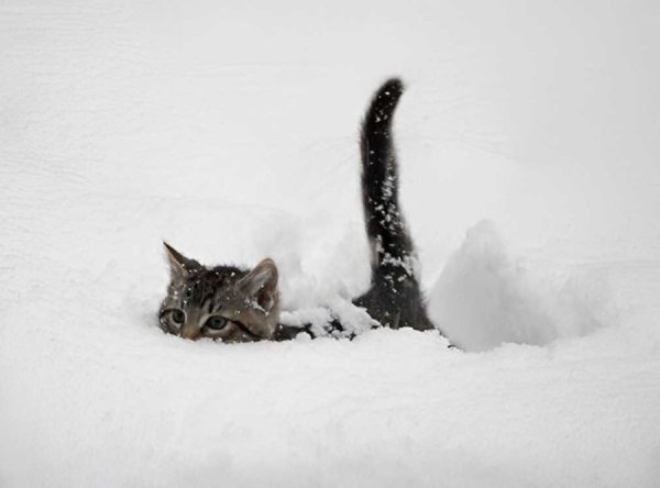 Котик в сугробе