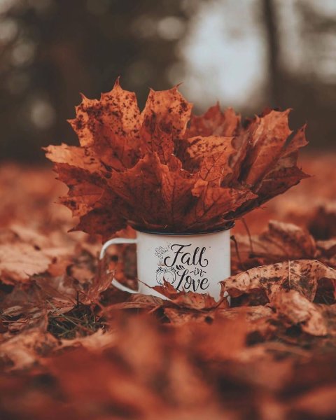 Осенние листья Эстетика