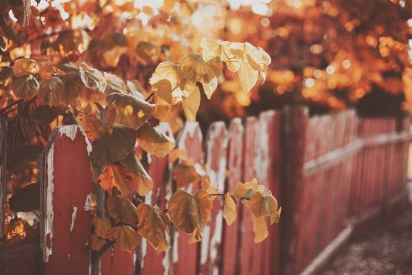 Эстетика осенью