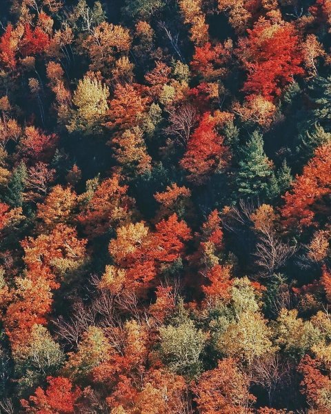 Оранжевый лес