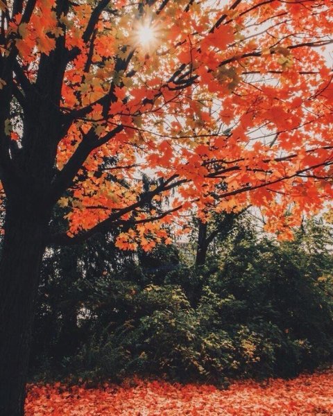 Осень Эстетика