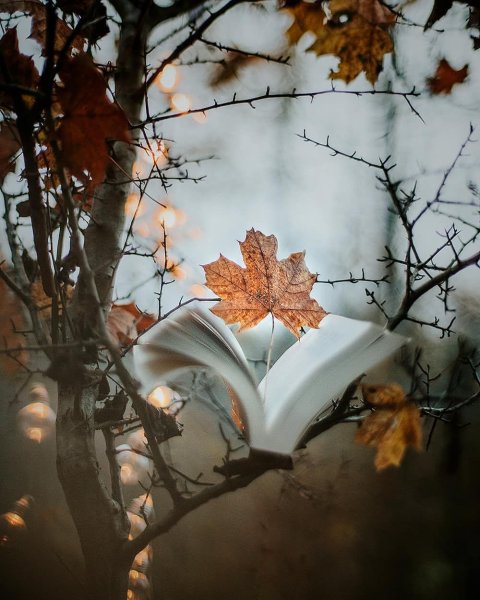 Листопад Эстетика