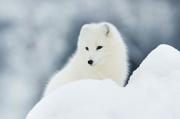 Зимний песец