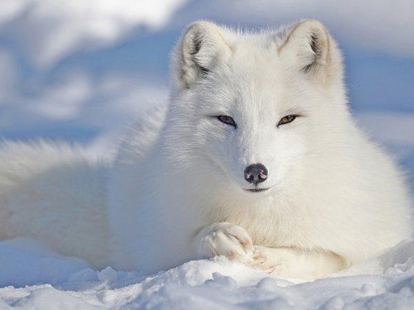 Песец в Арктике