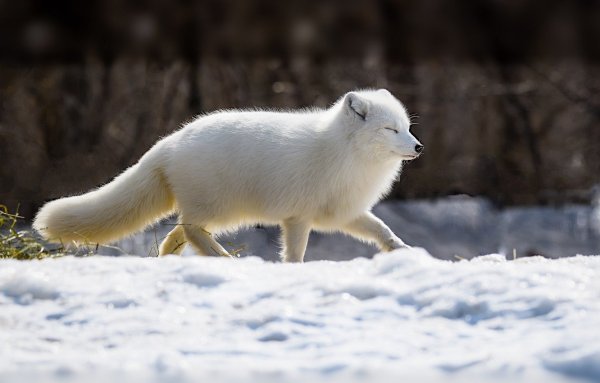 Песец Полярная лиса