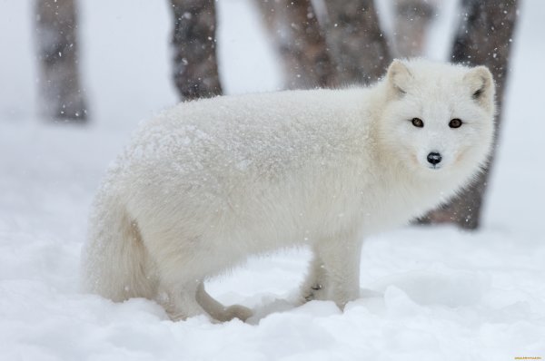 Песец белый