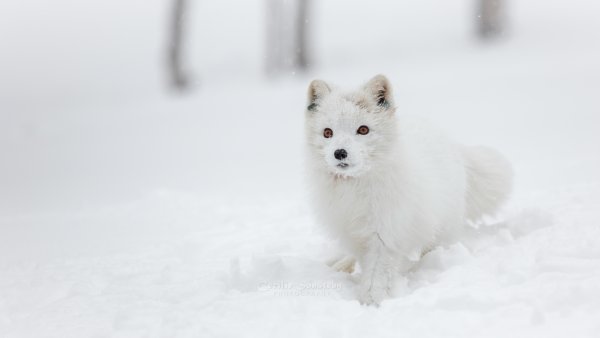 Белый Лис в снегу