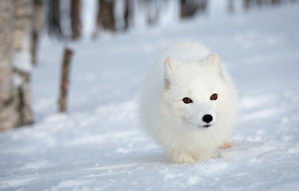 Песец белый