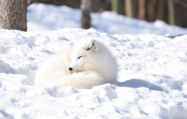 Песец зимой