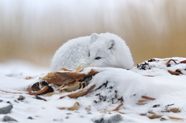 Песец на снегу