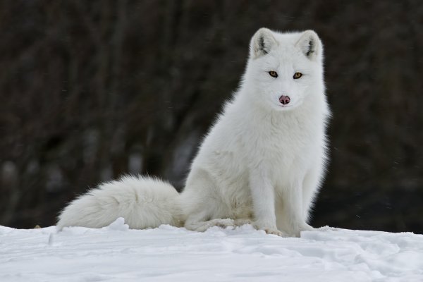 Песец самка