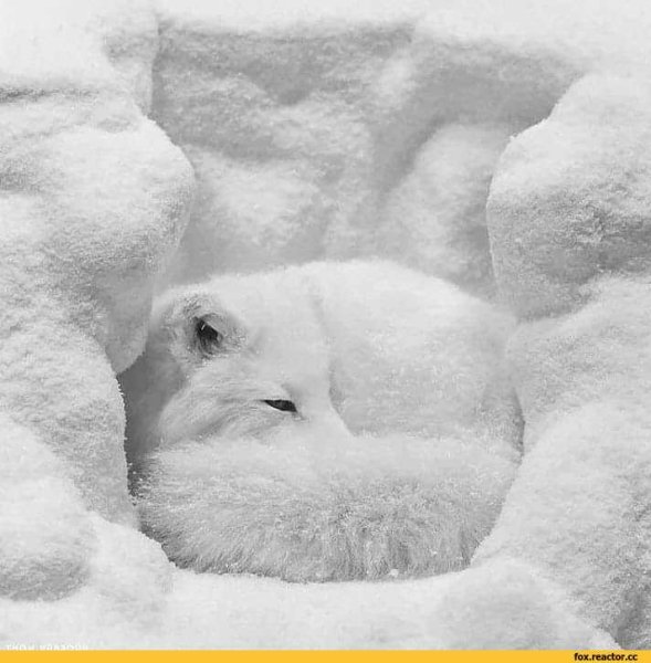 Спящий песец