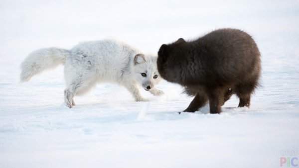 Полярный волк и песец