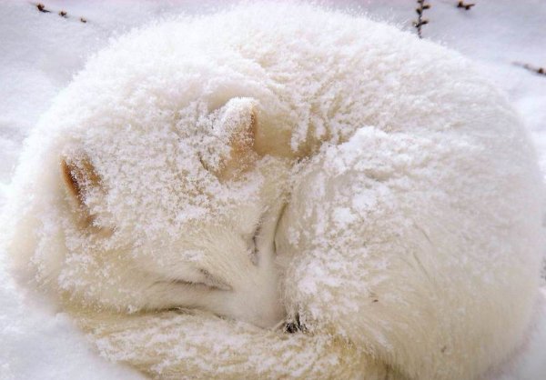 Спящий песец