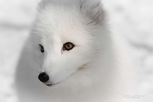 Морда белой лисы