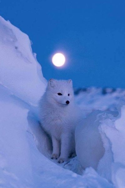 Северный песец