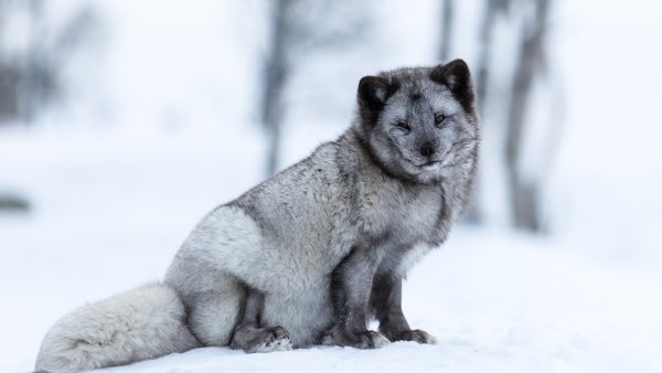 Песец серый