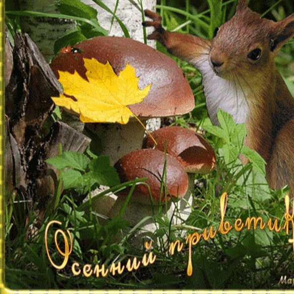 Осенний приветик