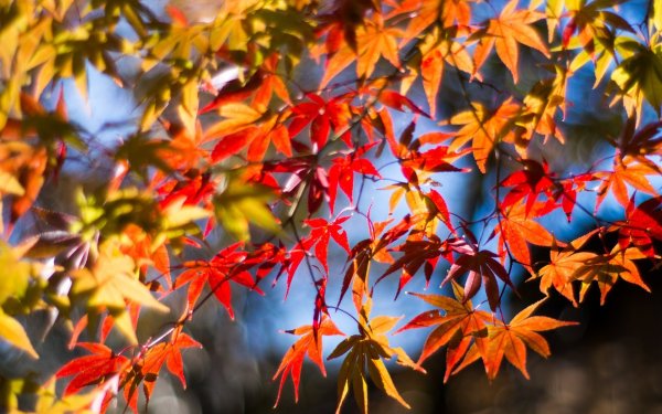 Клен autumn Radiance