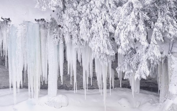 Сосульки на ветках