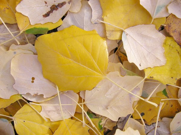 Populus Alba осень