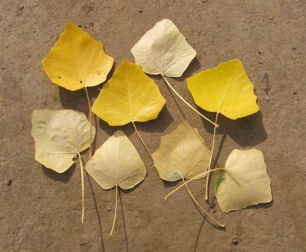 Populus Alba осень