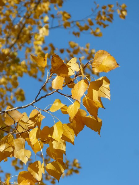 Populus Alba Тополь белый осень