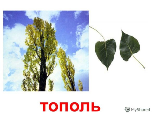 Дерево Тополь дерево Тополь листья