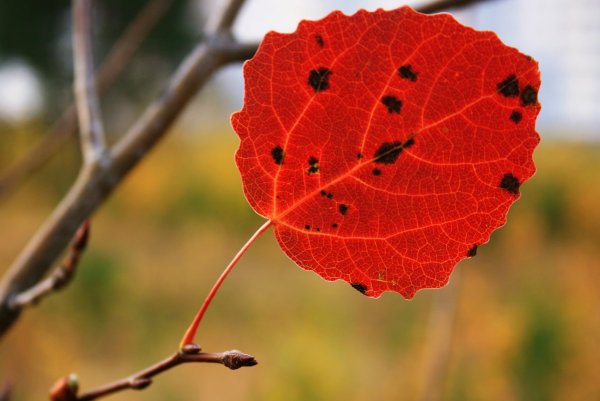 Листья осины осенью