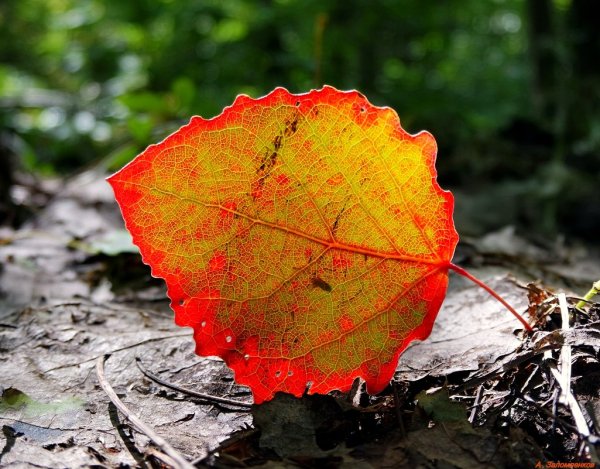 Осиновый осенний лист