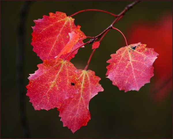 Осина (Populus tremula)