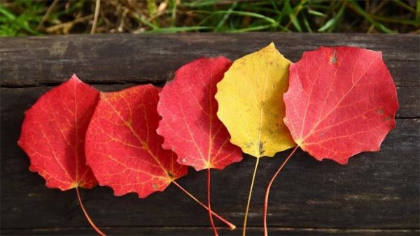 Осиновый лист осенью