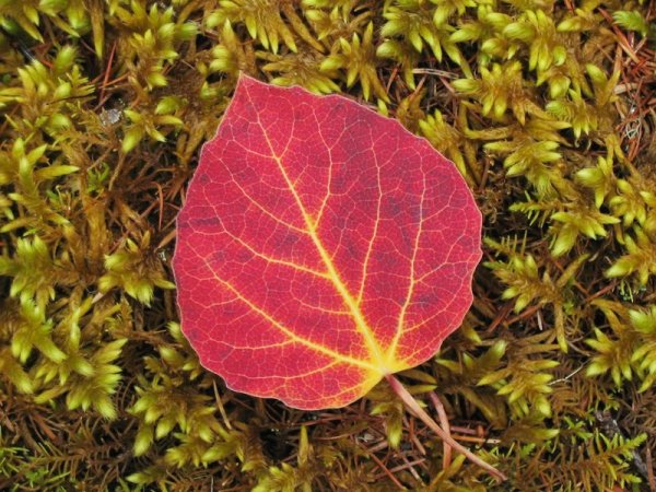 Осенние листья осины